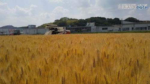 美作特産もち麦「最高の出来」　天候恵まれ、６月まで収穫続く
