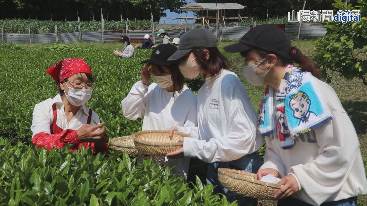 高梁紅茶の新商品開発に挑戦　清心女子大生、手作業で茶摘み