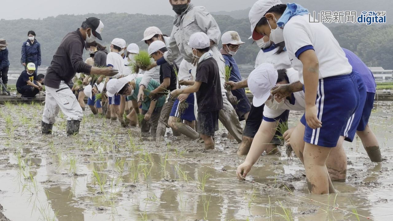 農作物栽培通して経済学ぼう　矢掛・中川小児童が田植えに挑戦