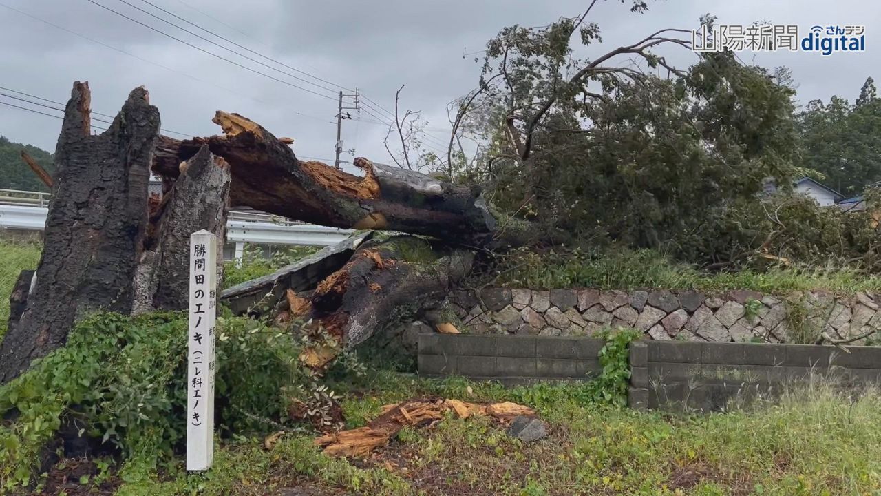 勝央町天然記念物エノキ折れる　台風１４号による強風原因か