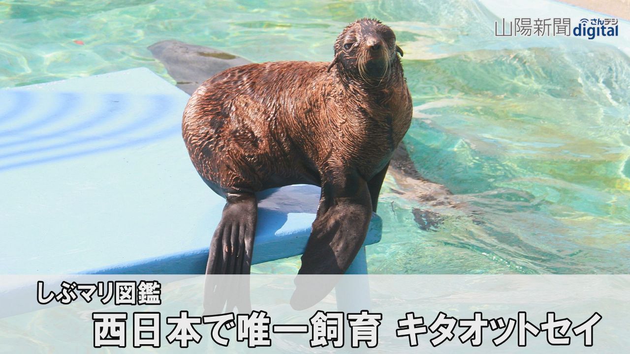 【しぶマリ図鑑】キタオットセイ　愛嬌たっぷり、西日本で唯一飼育