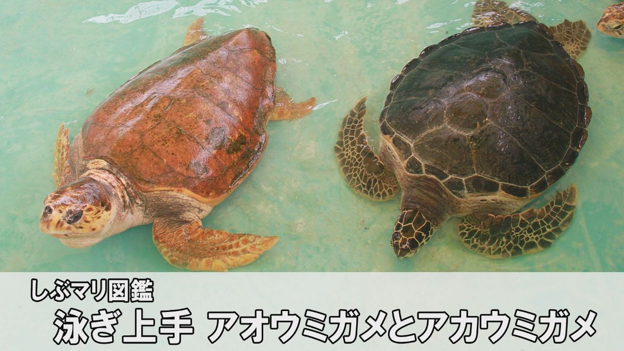 【しぶマリ図鑑】アオウミガメとアカウミガメ　実は機敏、泳ぎ上手