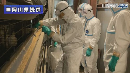 鳥インフル ５１万羽の処分開始　岡山県内今季２例目 高病原性疑い