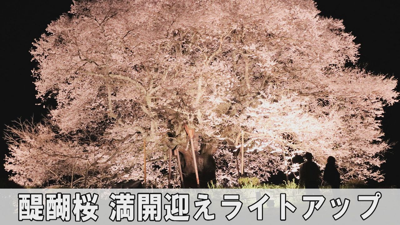 悠久に続く醍醐桜 荘厳な姿浮かぶ　真庭、満開迎えライトアップ