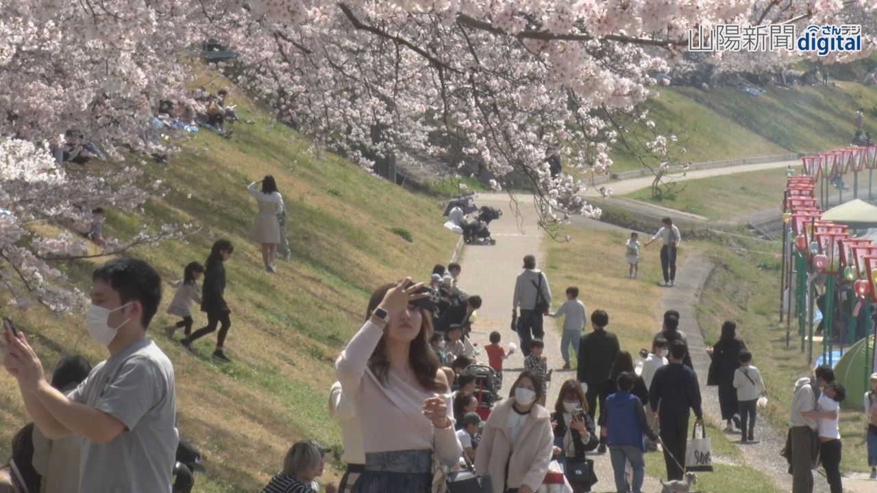 岡山さくらカーニバルが開幕　花満開 ４年ぶりのにぎわい