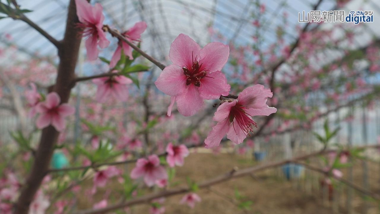 ピンクの花満開 一足早く春の装い　勝央、温室桃の人工授粉進む