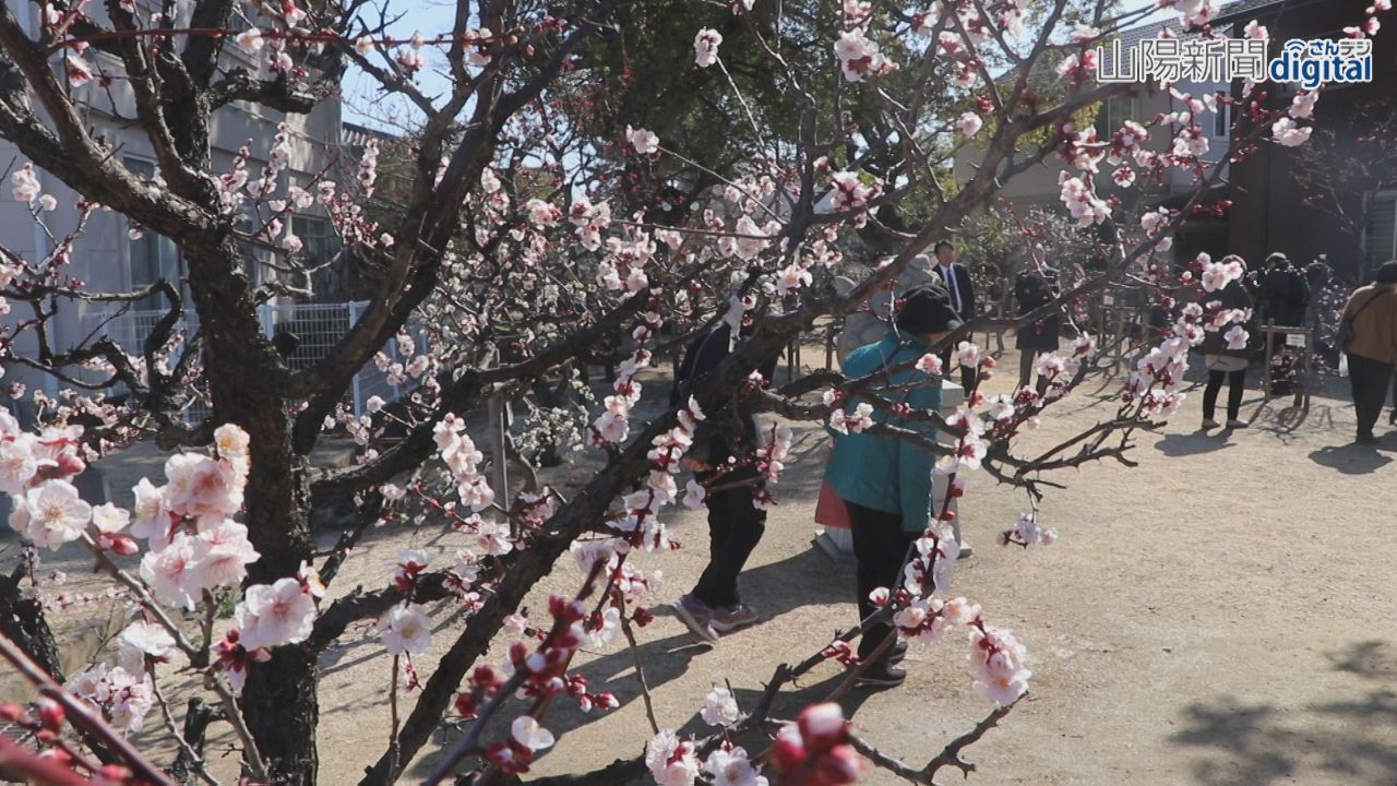 咲き誇る紅白の梅、寒さ耐え凜と　岡山の当新田・泉田天満宮で祭り